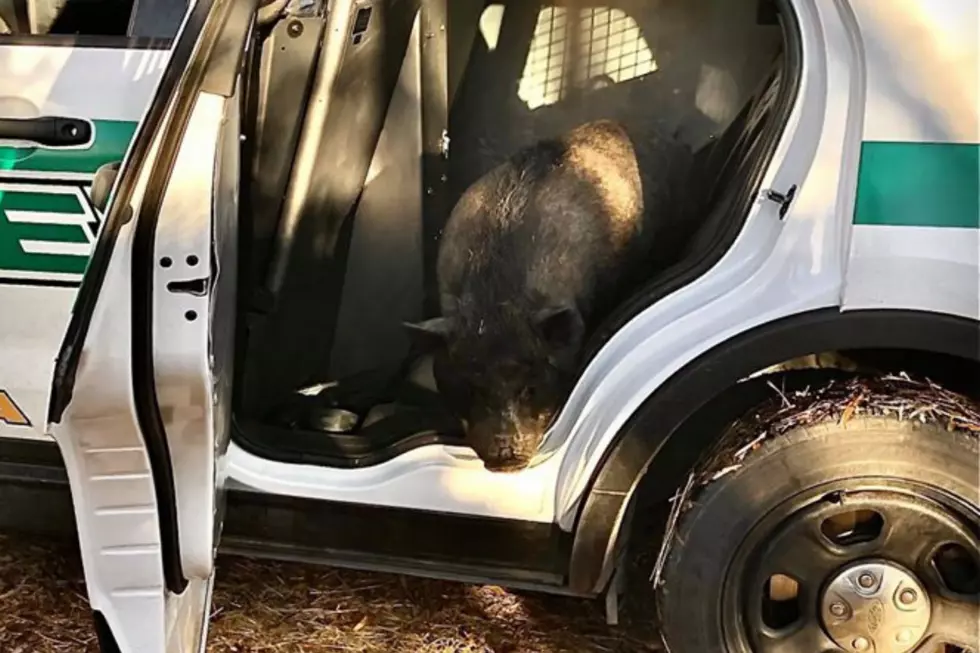 Mesa County Sheriff’s Office Literally ‘Bring Home the Bacon’